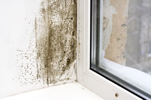 Stop mold from growth